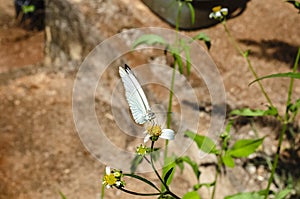 Butterfly On Spanish Needle