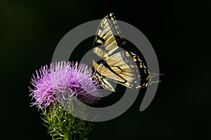 Butterfly on spear thistle