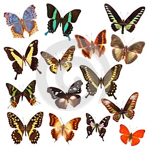 Butterfly Species