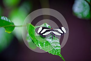 The butterfly of the species Aeria eurimedia