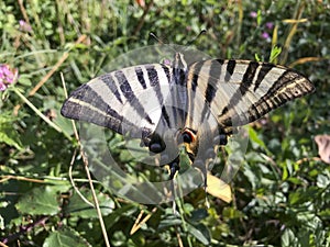 butterfly of the species Danaus chrysippus perched on a green plant in the middle of nature