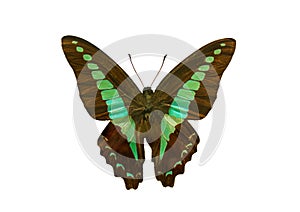 Butterfly species Graphium sarpedon, trivial name: Common Bluebottle. Beautiful exotic colorful Graphium Sarpedon butterfly photo