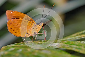 Butterfly species unidentified
