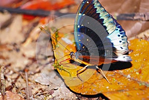 Butterfly species unidentified.