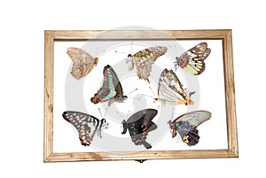 Butterfly specimen photo