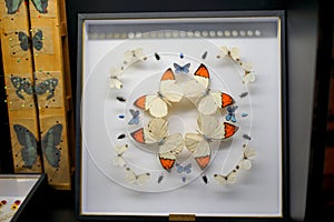 Butterfly specimens in beautiful pattern