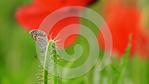 Butterfly with speckled wings sit on villous stalk at the background of poppies