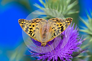 Butterfly Speyeria cybele