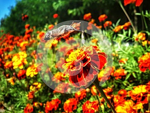 Butterfly Sphingidae on red tagete photo