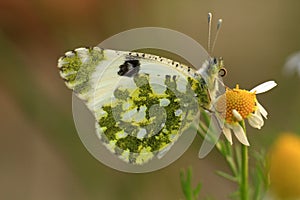 Butterfly Spialia phlomidis photo