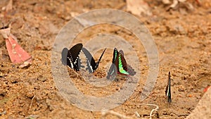 Butterfly Spicebush Swallowtail And Common Bluebottle HD