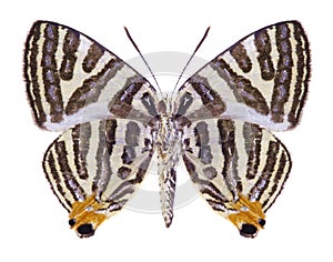 Butterfly Spindasis syama