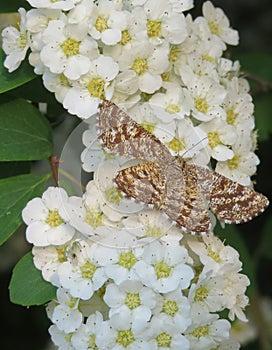 Butterfly on spiraea flowers in the garden, closeup