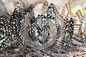 Butterfly,The Spot Swordtail
