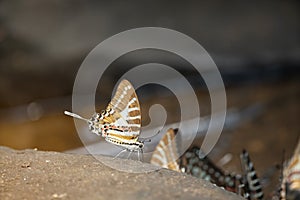 Butterfly,The Spot Swordtail