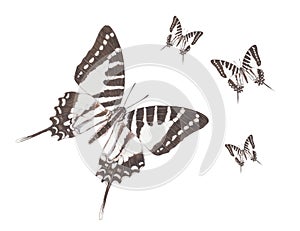 Butterfly-spot swordtail