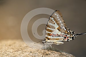 Butterfly,The Spot Swordtail