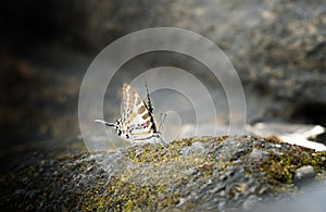 Butterfly,The Spot Swordtail