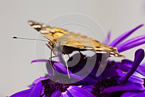 Butterfly Spotted Eye and Palpi, closeup, While Feeding