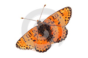 Butterfly - Spotted Fritillary (Melitaea didyma) on white