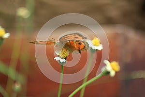 Butterfly spreading wings on a flower.  Nature background. Tropical  garden with  one brown butterfly.