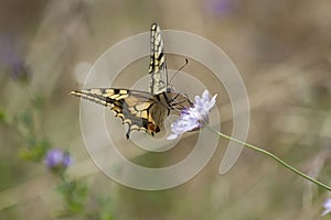 Butterfly photo