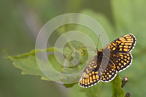 A butterfly, a spring background