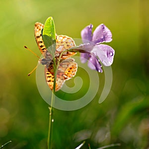 Butterfly on a spring flower at morning