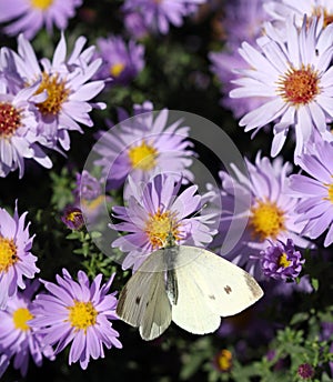 Butterfly on spring flower nature background