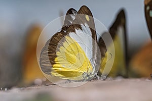 Butterfly Staff, Insect Carcass in Showcase