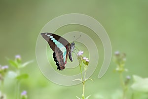 A butterfly standing on flower
