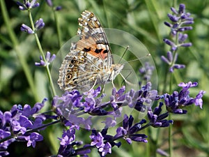Butterfly standing on the flower