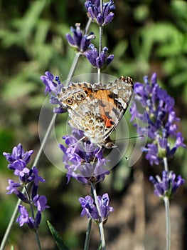 Butterfly standing on the flower