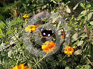 Butterfly standing on Flower for eating