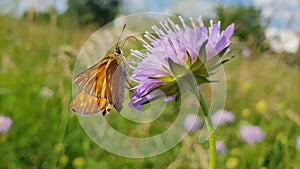 Butterfly Standing on a Scabiosa Flower in the Meadow