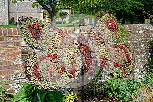 A butterfly statue made of succulunts plants in english park in Amersham