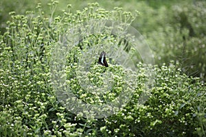 Butterfly in a stevia field