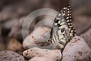 Butterfly on stone