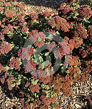 Butterfly Stonecrop, Ice Plant, Hylotelephium spectabile