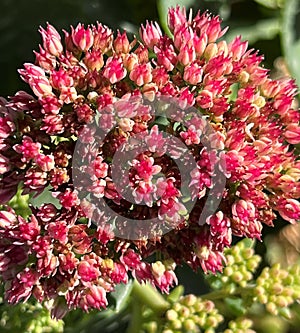 Butterfly Stonecrop, Ice Plant, Hylotelephium spectabile