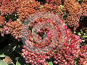 Butterfly Stonecrop, Ice Plant, Hylotelephium spectabile