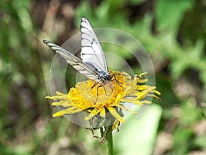 A butterfly with striped wings collects nectar from dandelions on a yakka sunny meadow