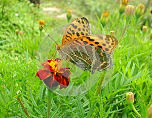 Butterfly Suck Nectar Of Flower In Spring