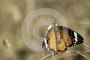 Butterfly sucking homey