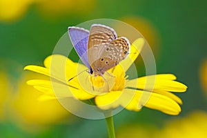 Butterfly sucking honey