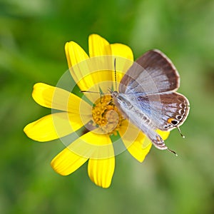 Butterfly sucking honey 3