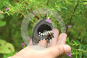 Butterfly sucking honey