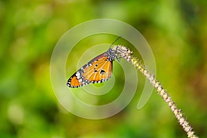 butterfly sucking honey from flower