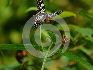 Butterfly sucking honey from flower , blur background