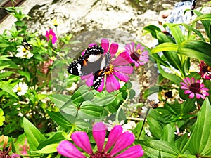 A butterfly sucking honey from a flower in the garden